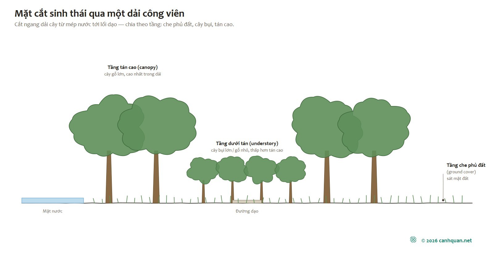 Mặt cắt kiến trúc cảnh quan không chỉ vẽ cao độ nền và công trình, mà còn phân theo tầng thực vật: tầng che phủ mặt đất, tầng cây bụi, tầng tán trung, tầng tán cao, mỗi tầng ứng với nhóm loài có chiều...