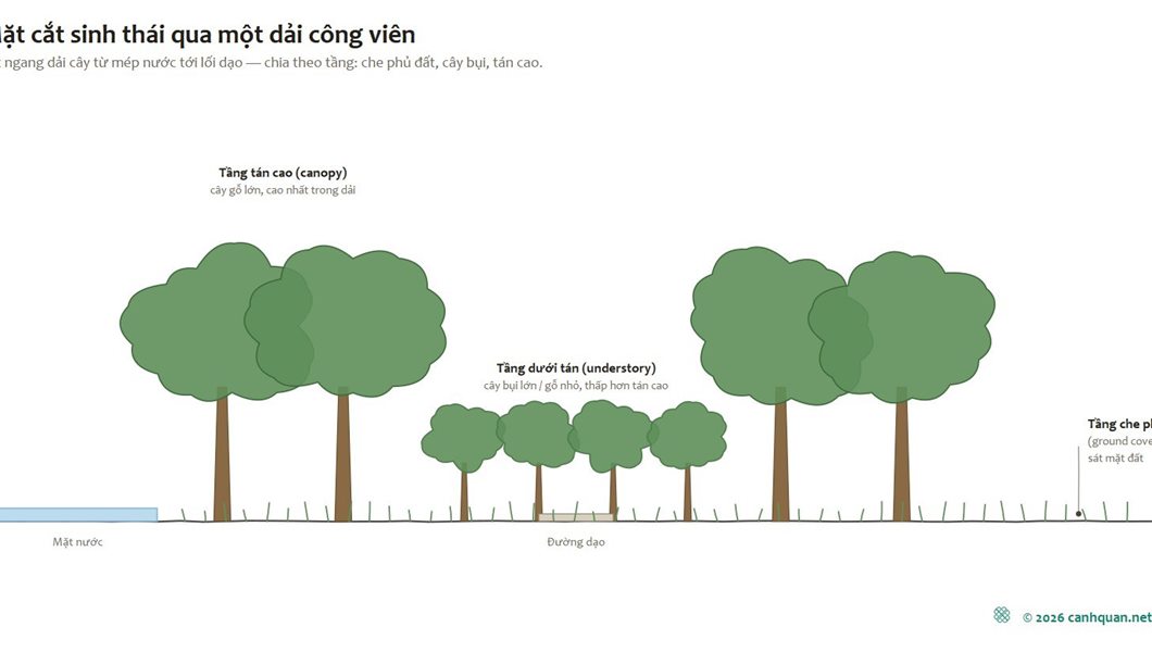 Mặt cắt kiến trúc cảnh quan không chỉ vẽ cao độ nền và công trình, mà còn phân theo tầng thực vật: tầng che phủ mặt đất, tầng cây bụi, tầng tán trung, tầng tán cao, mỗi tầng ứng với nhóm loài có chiều...