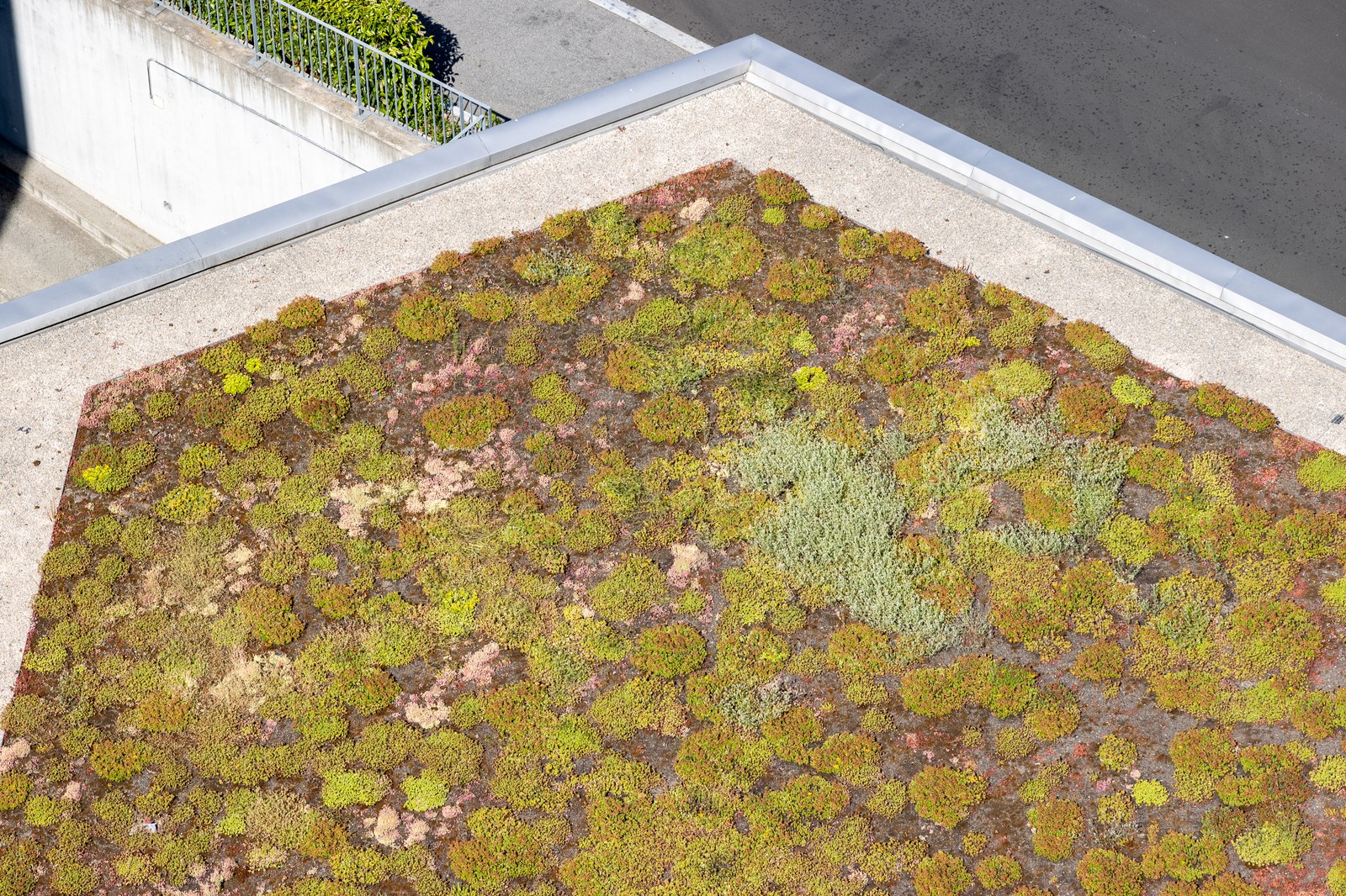 Cận cảnh thảm sedum phủ mái, phần rìa mái lộ đất chưa kín cây