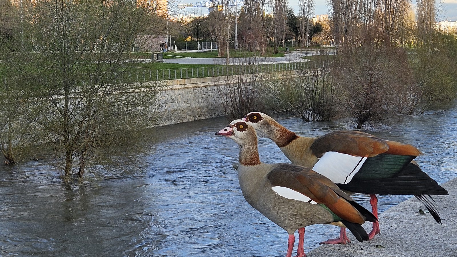 Madrid Río — Hai con ngỗng Ai Cập (Egyptian goose) đứng bên