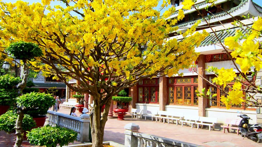 CÂY TẾT — Trồng lại được hay chỉ chơi một mùa rồi vứt?