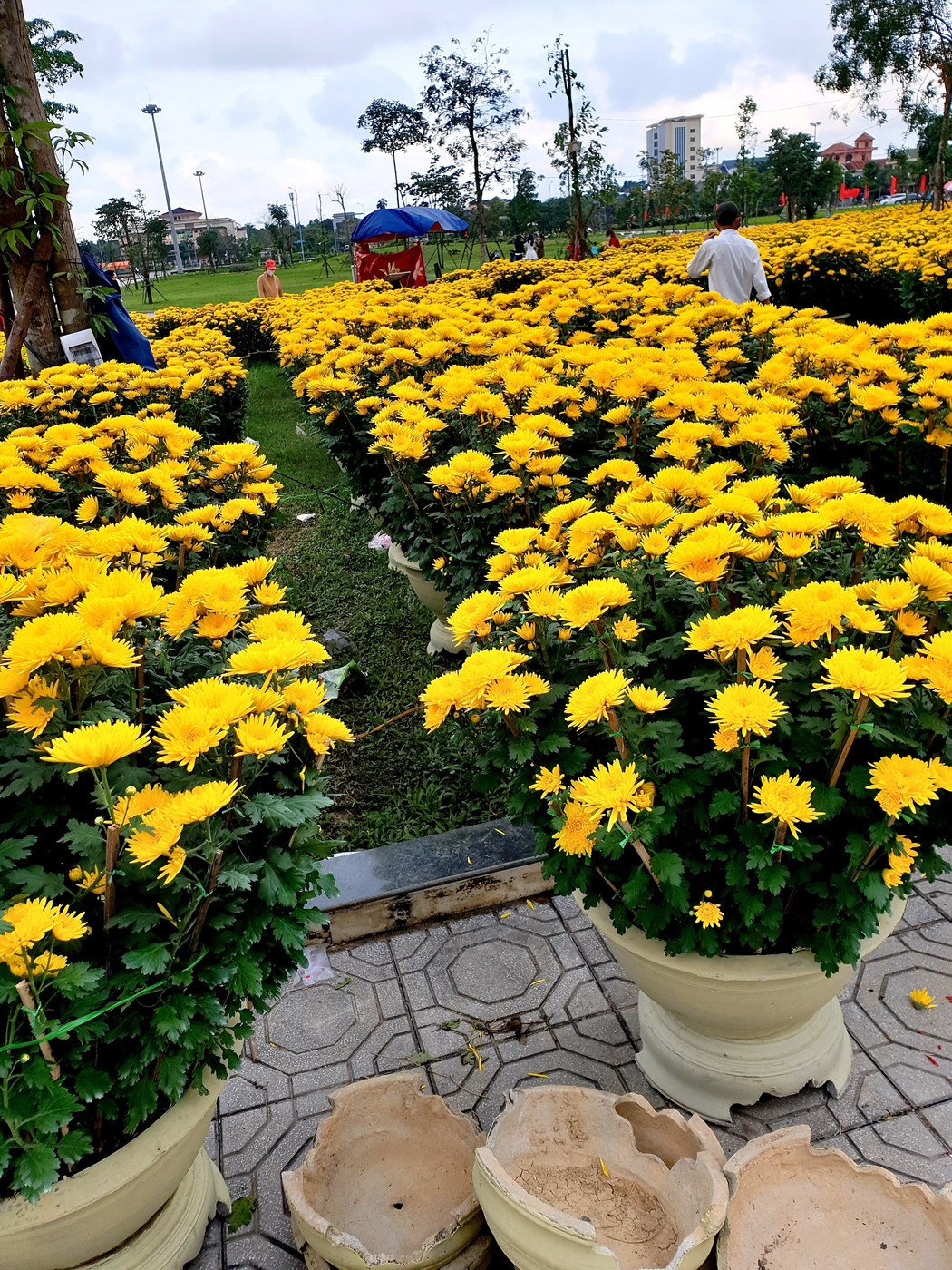 Dãy chậu cúc vàng được bày thành hàng dài tại một khu chợ hoa