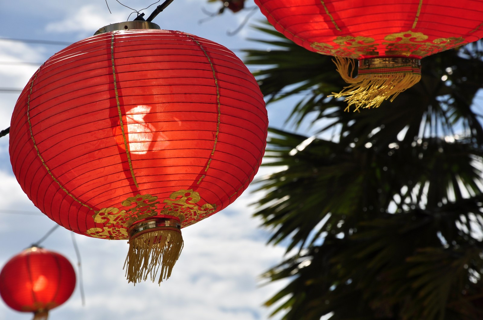 Cận cảnh đèn lồng đỏ hình cầu treo trên cây, nền trời xanh có mây, cạnh tán lá cọ