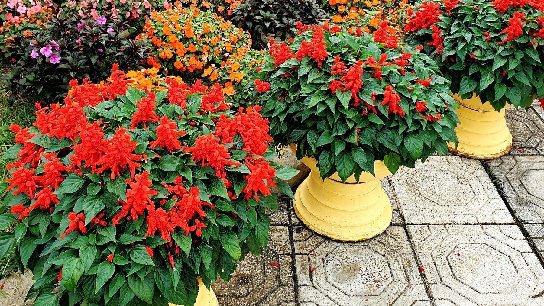 MÀU ĐỎ NGÀY TẾT — Đặt câu đối, đèn lồng ở đâu trong sân vườn cho đúng!