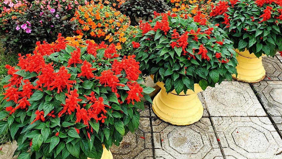 MÀU ĐỎ NGÀY TẾT — Đặt câu đối, đèn lồng ở đâu trong sân vườn cho đúng!