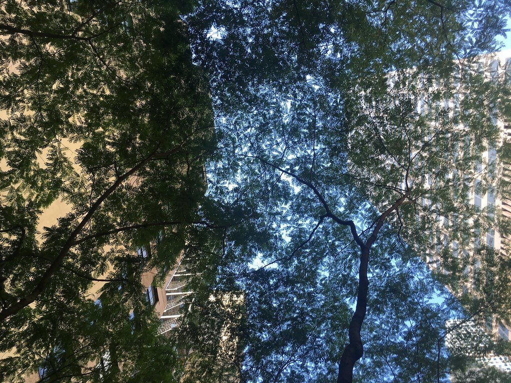 Paley Park — Nhìn ngược lên tán bồ kết Mỹ ở Paley