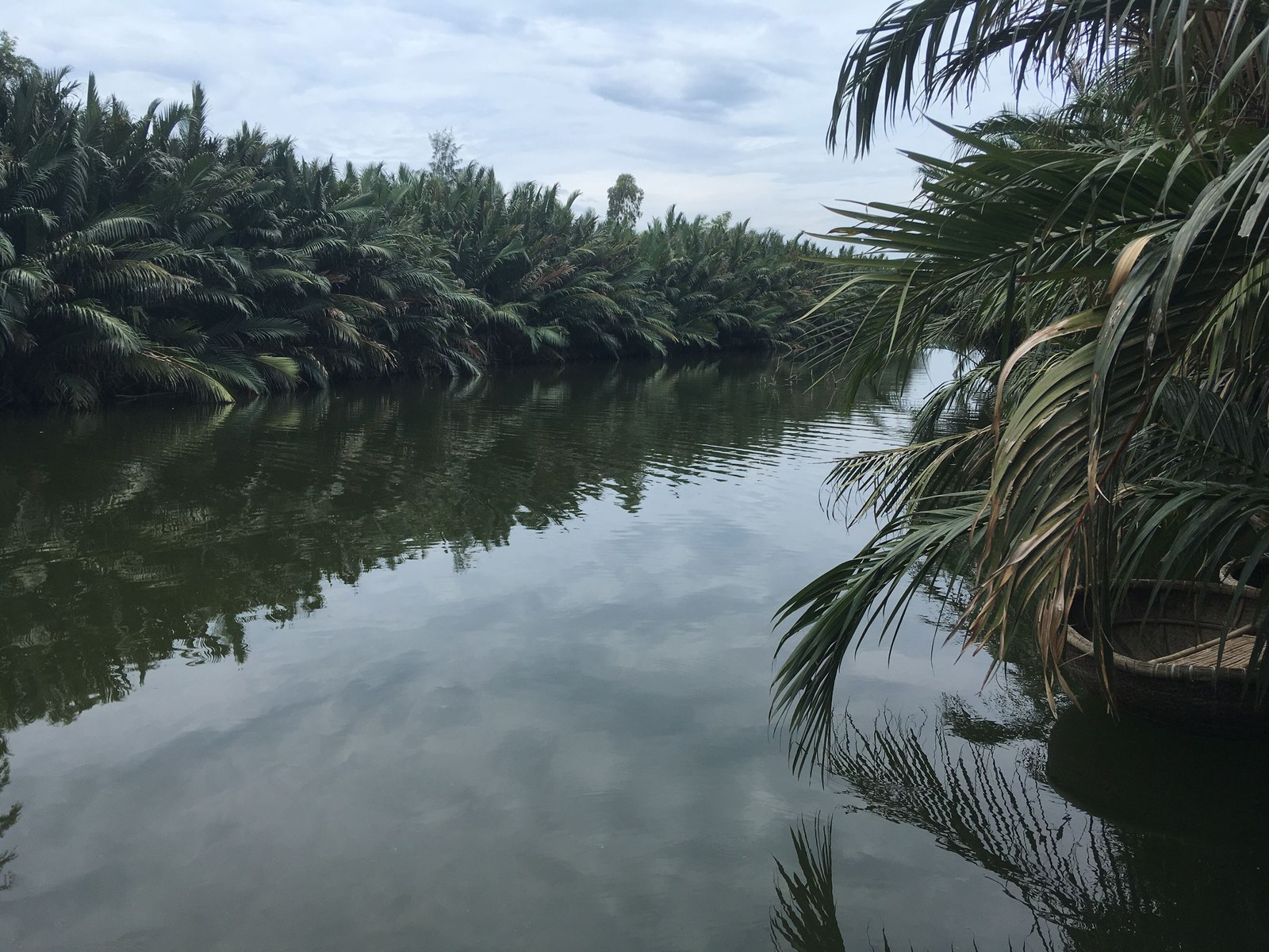 Đất nhiễm mặn ven biển trồng được cây gì — Hai bờ sông phủ kín dừa nước Nypa fruticans