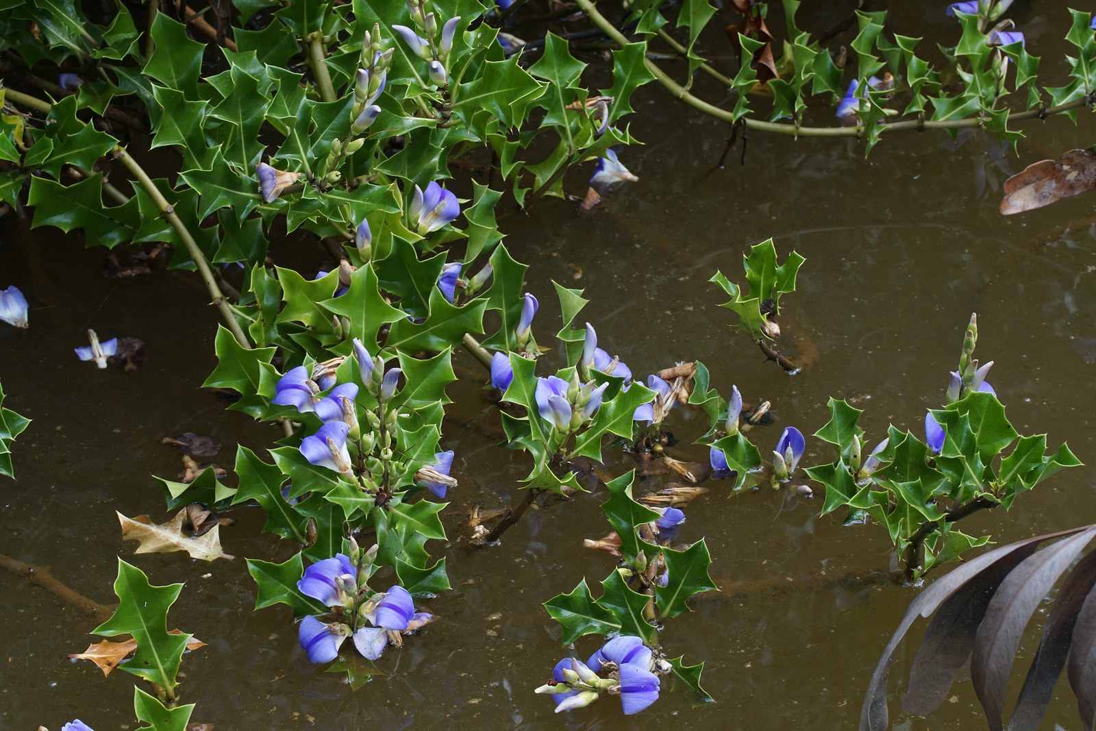 Đất nhiễm mặn ven biển trồng được cây gì — Ô rô nước Acanthus ilicifolius nở hoa tím ngay