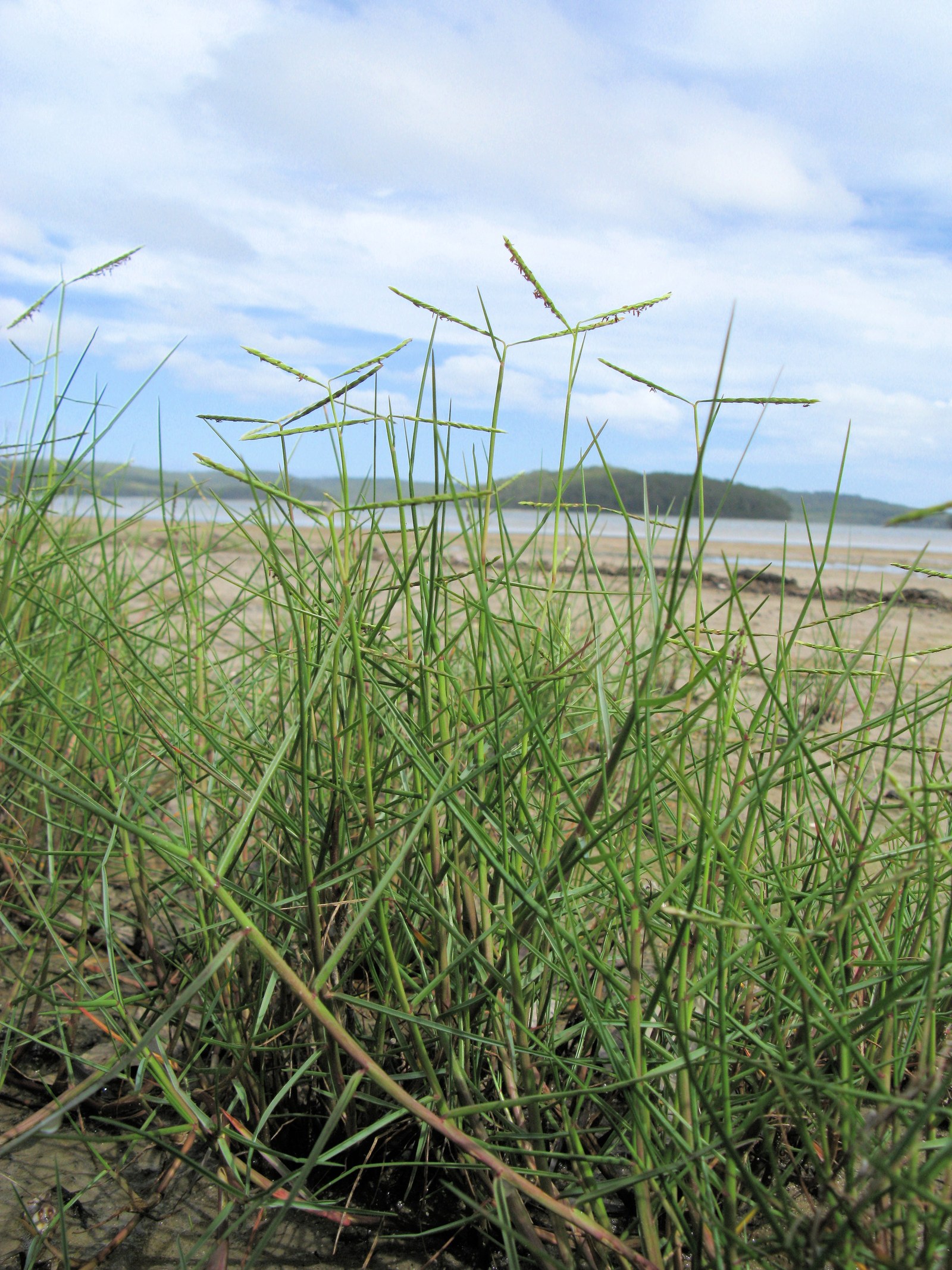 Đất nhiễm mặn ven biển trồng được cây gì — Bụi cỏ Paspalum vaginatum mọc trên bãi triều ven