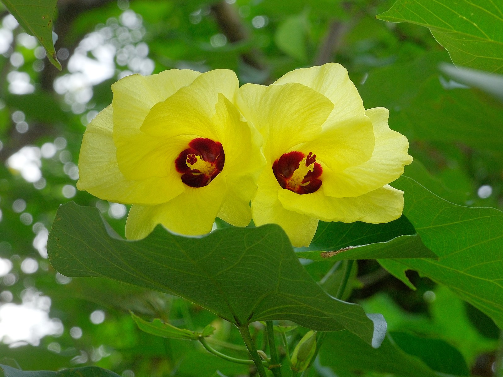 Đất nhiễm mặn ven biển trồng được cây gì — Hoa tra Hibiscus tiliaceus màu vàng có tâm đỏ