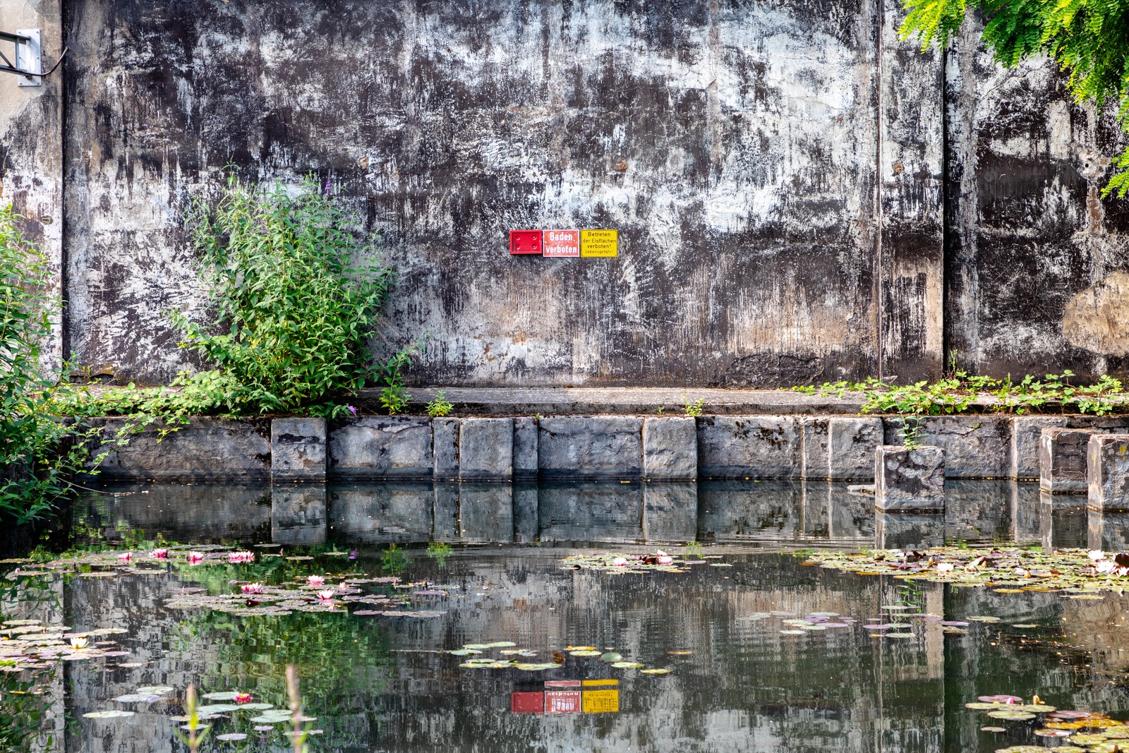 Bể chứa nước cũ ở Duisburg-Nord phủ hoa súng, tường bê tông loang màu