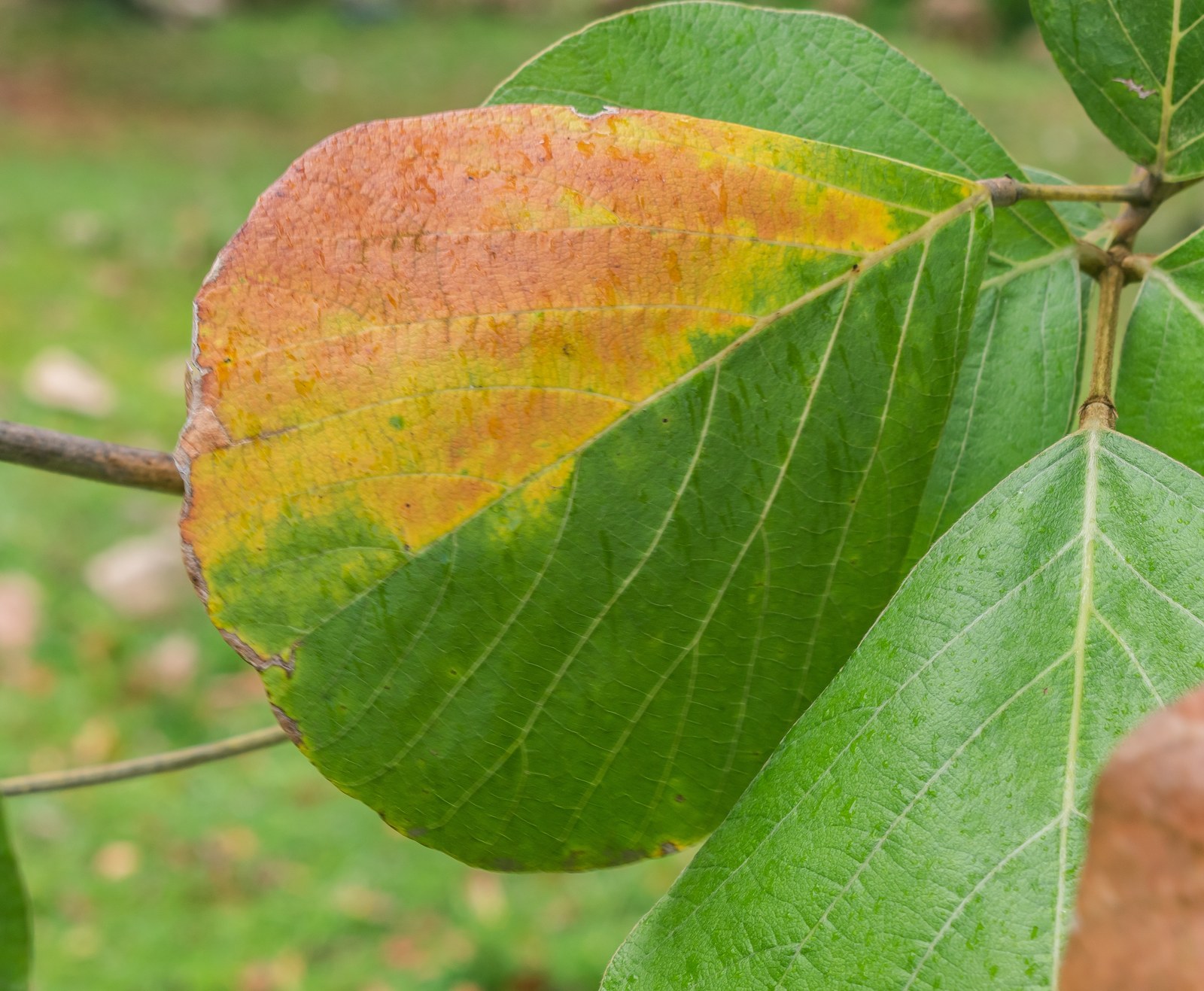 Bát đĩa từ lá cây — Lá Butea monosperma (thong kwao)
