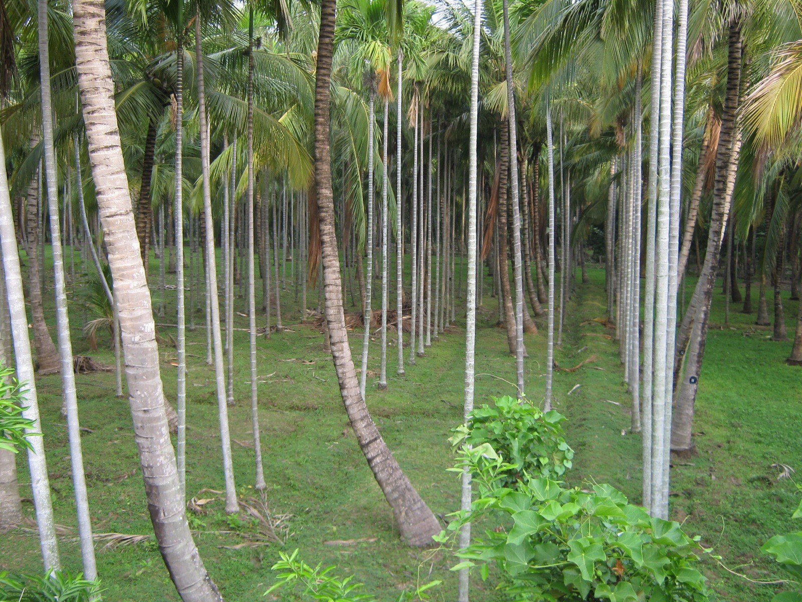 Bát đĩa từ lá cây — Vườn cau trồng thẳng hàng ở Nagercoil