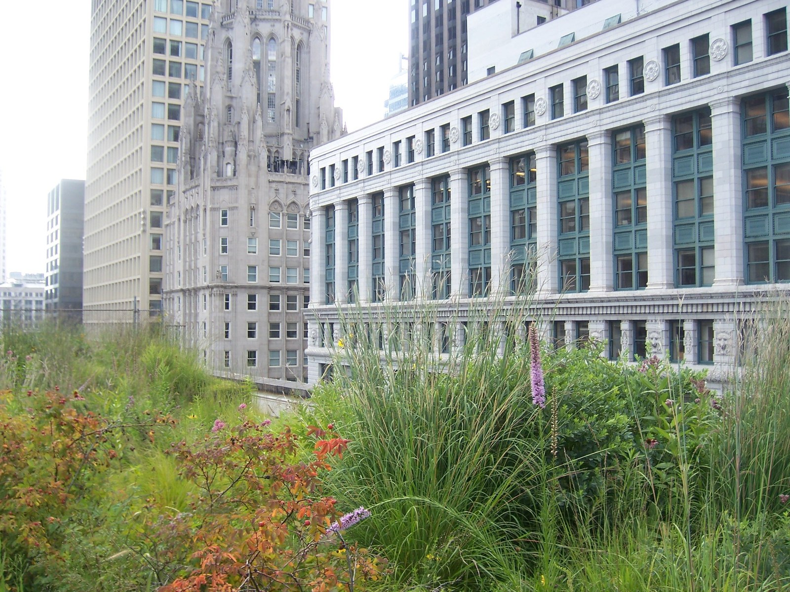 Vườn mái — Cây đồng cỏ trên mái Toà thị chính Chicago