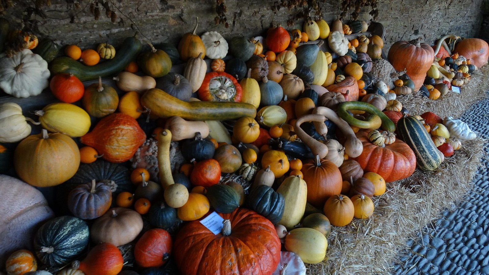 Quả bí ngô Halloween — bí ngô nhiều loài bày dọc mái hiên trên nền rơm