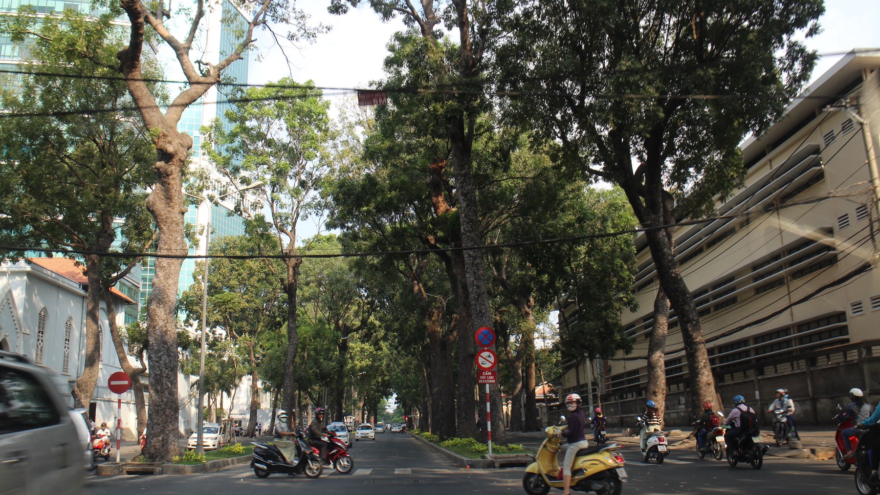 Cây bóng mát đường phố Việt Nam: loài nào hợp, loài nào gây hại