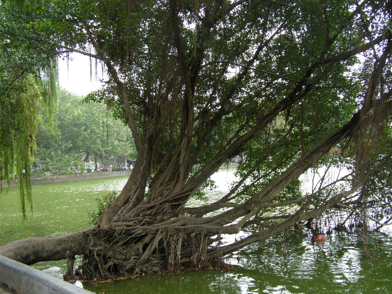Cây bóng mát đường phố Việt Nam — Cây ven hồ Hoàn Kiếm nghiêng