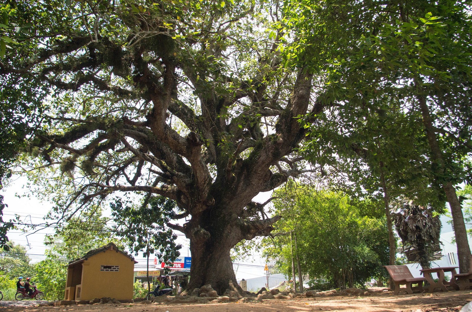 Cây bóng mát đường phố Việt Nam — Dầu rái cổ thụ