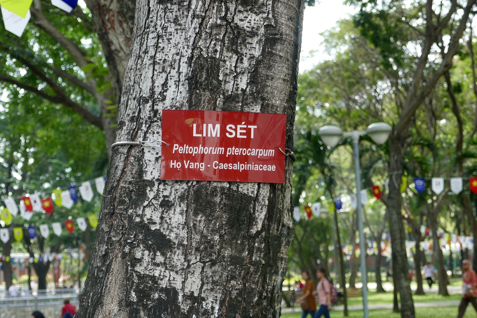 Cây bóng mát đường phố Việt Nam — Lim xẹt gắn biển tên trong công viên ở