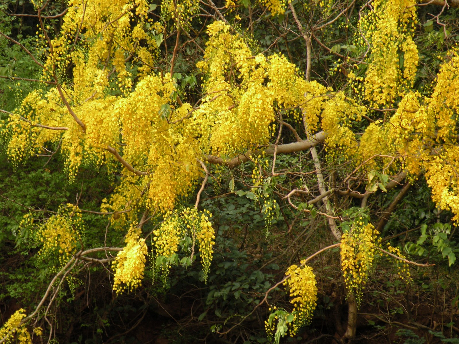 Cây bản địa Việt Nam cho công viên và kh — Tán muồng hoàng yến (Cassia fistula) nở dày chùm