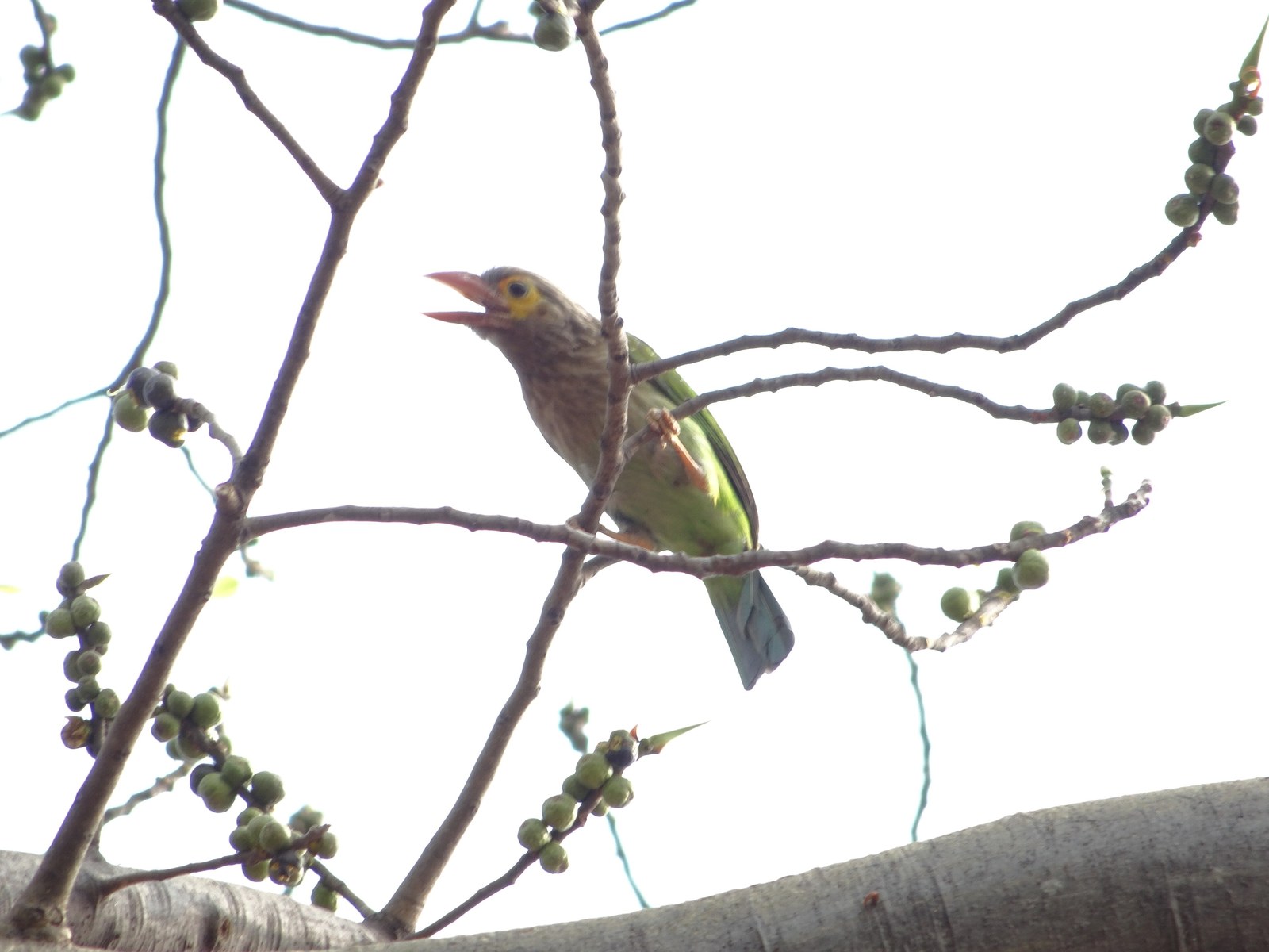 Cây bản địa Việt Nam cho công viên và kh — Chim thầy chùa đầu xám (lineated barbet) đậu trên
