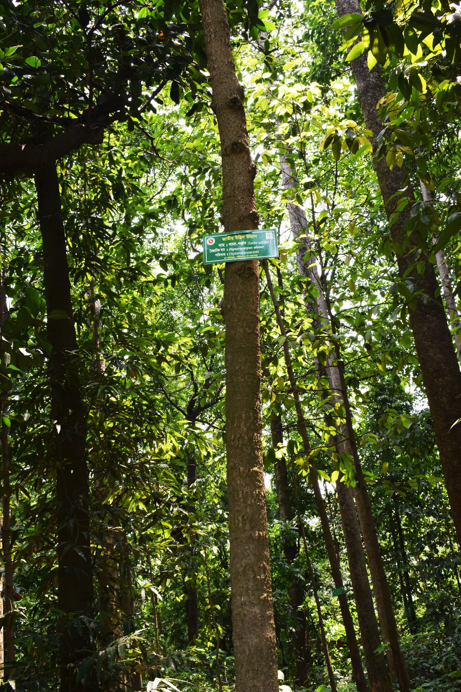 Cây bản địa Việt Nam cho công viên và kh — Thân dầu rái (Dipterocarpus alatus) thẳng
