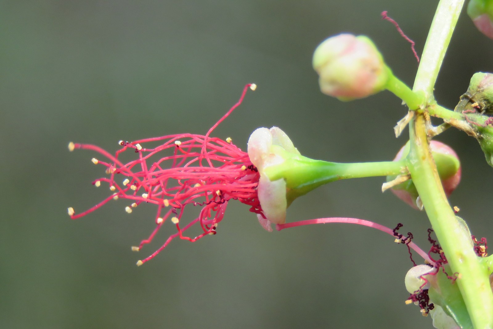 Cây bản địa Việt Nam cho công viên và kh — Hoa lộc vừng (Barringtonia acutangula) với chùm nhị đỏ