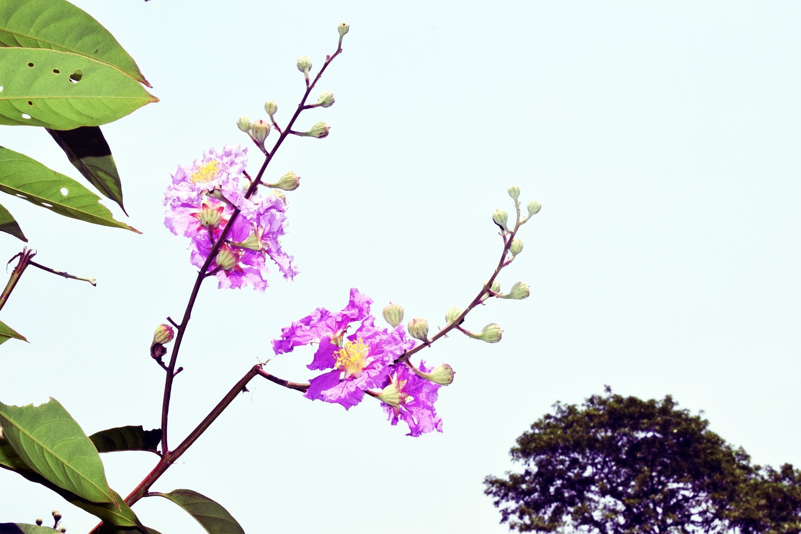 Cây bản địa Việt Nam cho công viên và kh — Cành bằng lăng nước (Lagerstroemia speciosa) trổ chùm hoa