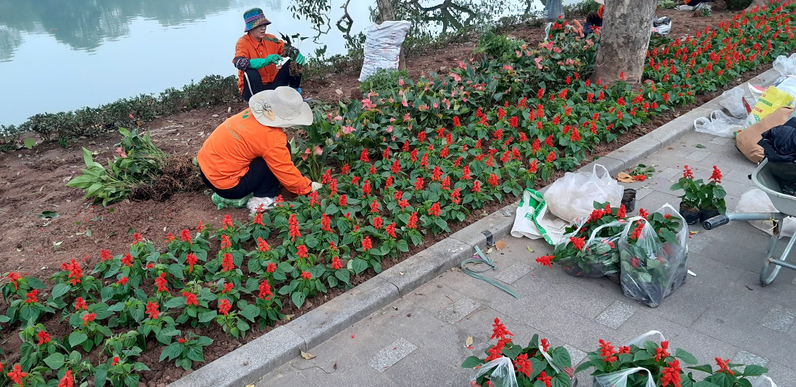 Làm kiến trúc sư cảnh quan ở Việt Nam — công nhân thay luống hoa ven hồ