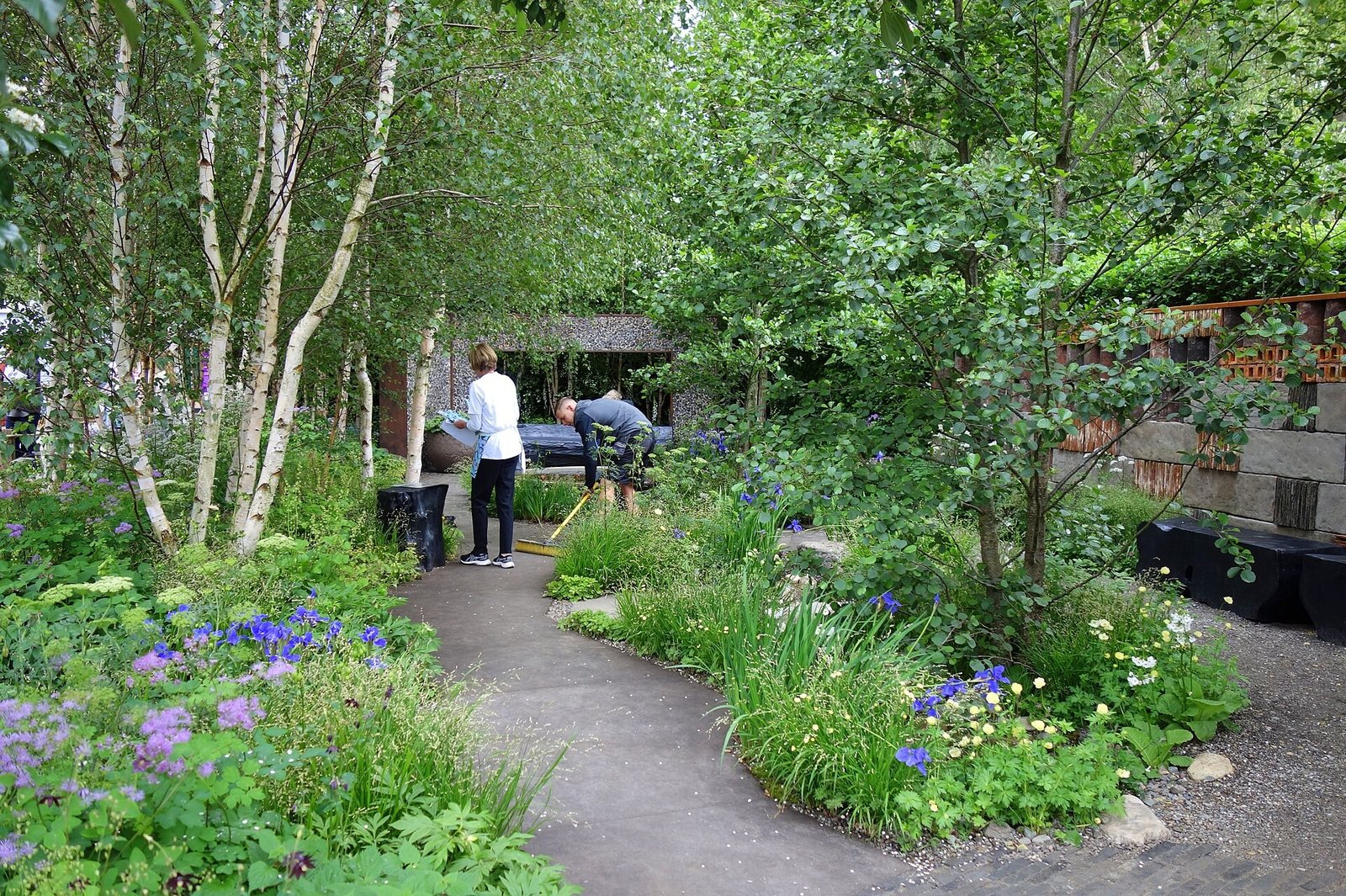 Vườn Forest Bathing Garden tại Chelsea Flower Show 2024 với lối đi xám uốn lượn giữa bạch dương và hoa lâu năm