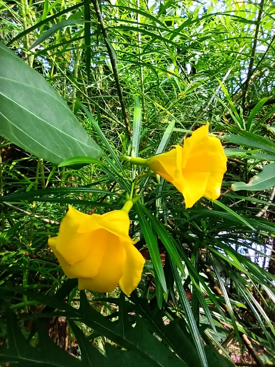 Hai bông hoa vàng hình phễu của cây thông thiên giữa lá xanh