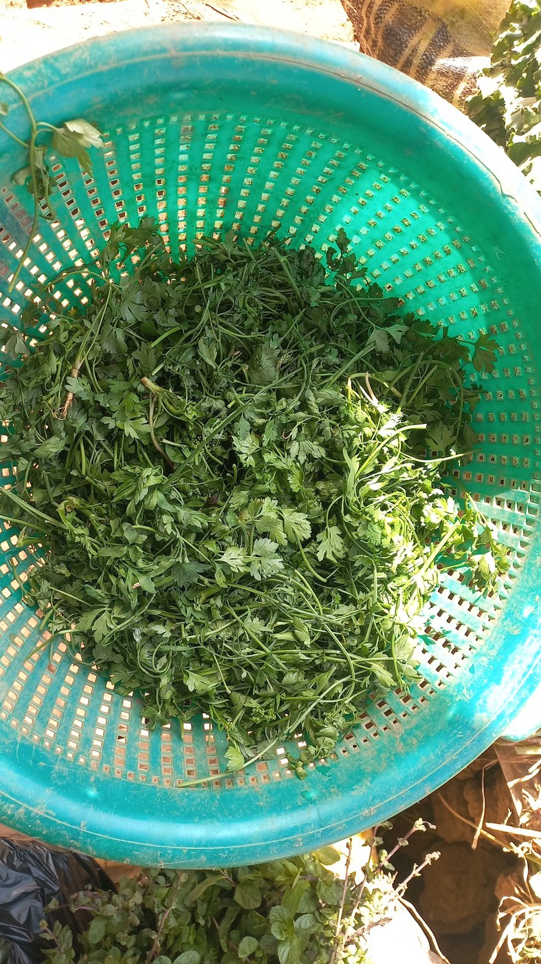 Một rổ nhựa xanh đựng đầy rau mùi tây tươi nhìn từ trên xuống