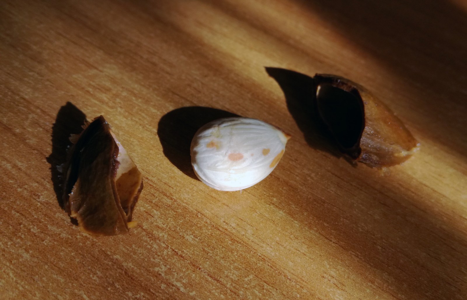 Một nhân hạt mơ màu trắng ngà nằm giữa hai mảnh vỏ hạt cứng đã tách đôi