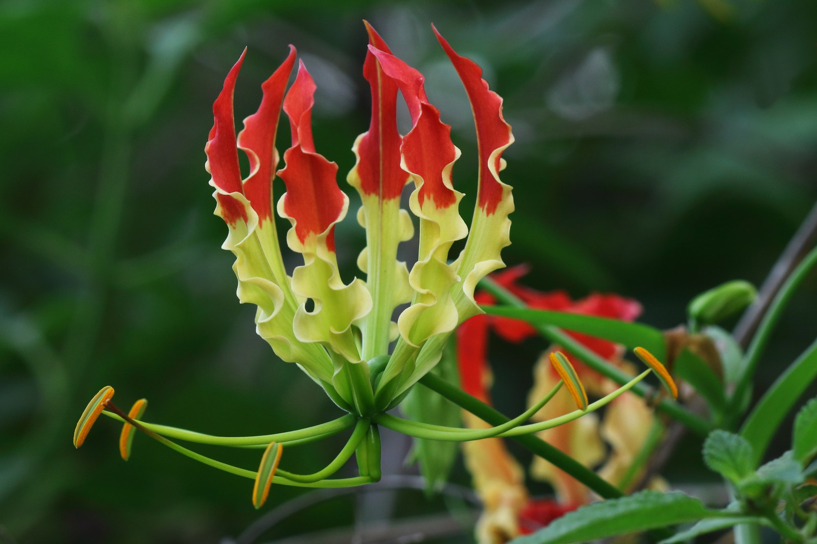 Hoa lily huệ tây leo với cánh đỏ-vàng xoăn dạng ngọn lửa, nhị cong vươn ra ngoài