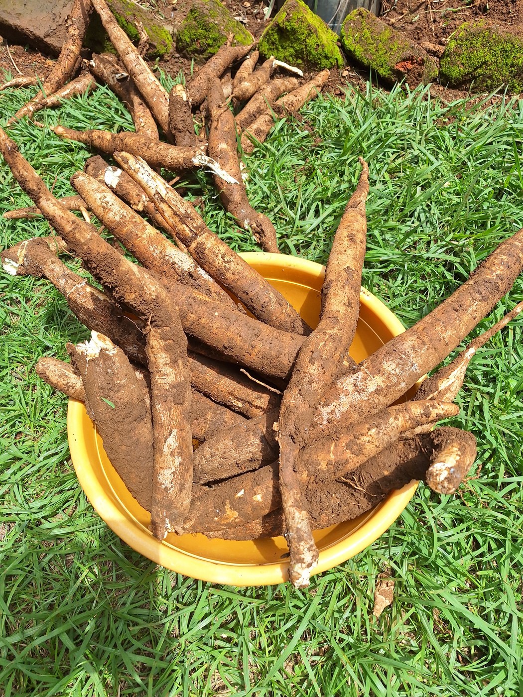 Nhiều củ sắn dài, vỏ nâu dính đất, vừa đào lên để trong chậu nhựa vàng trên cỏ.