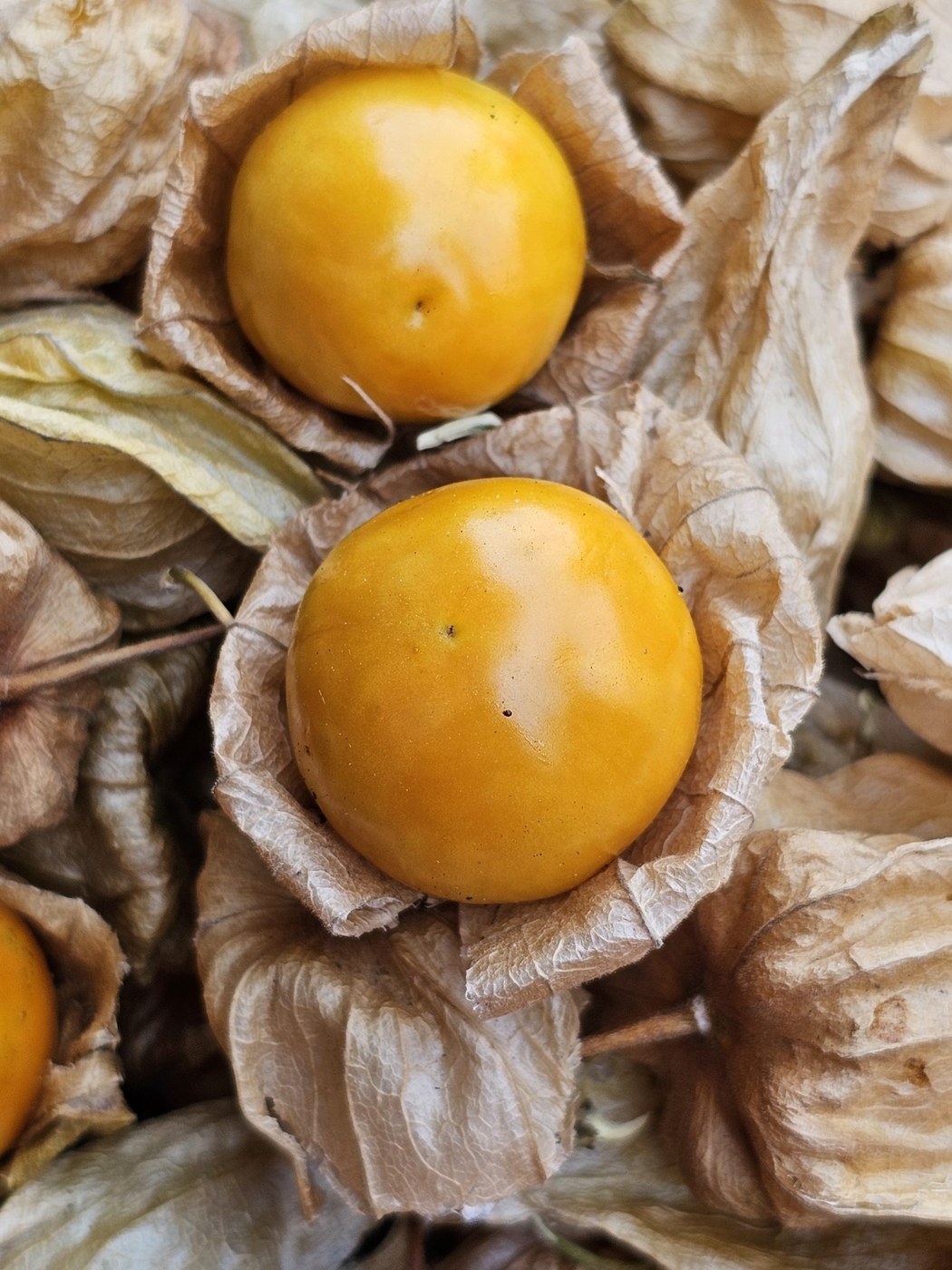 Hai quả tầm bóp tròn màu vàng cam nằm trong túi bao khô màu nâu nhạt đã mở.