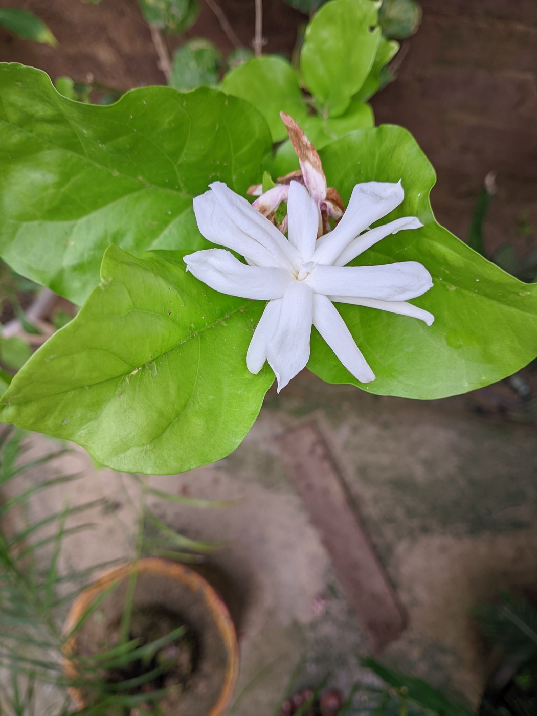 Một bông hoa Nhài trắng cánh đơn nở trên nền lá xanh