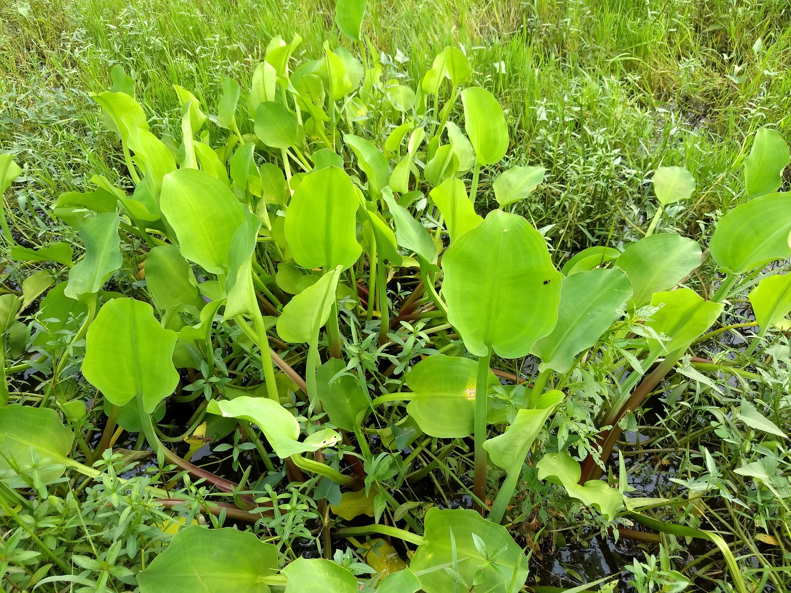 Bụi kèo nèo với lá hình thìa mọc thẳng trong bùn ngập, chưa ra hoa.