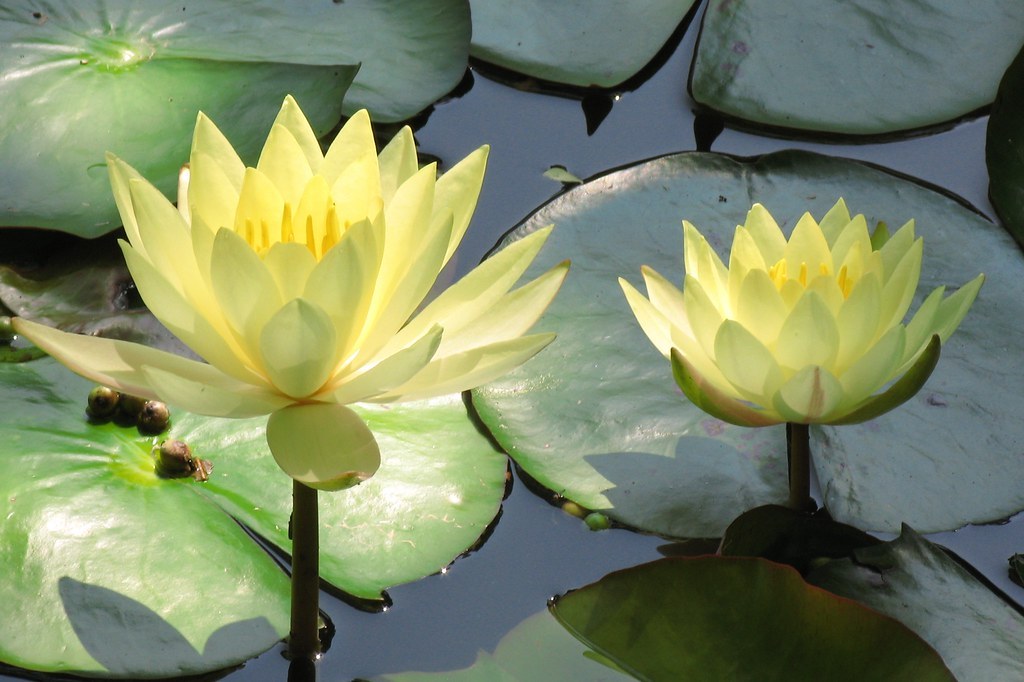 Hai bông súng vàng nở trên mặt nước, quanh là lá tròn.