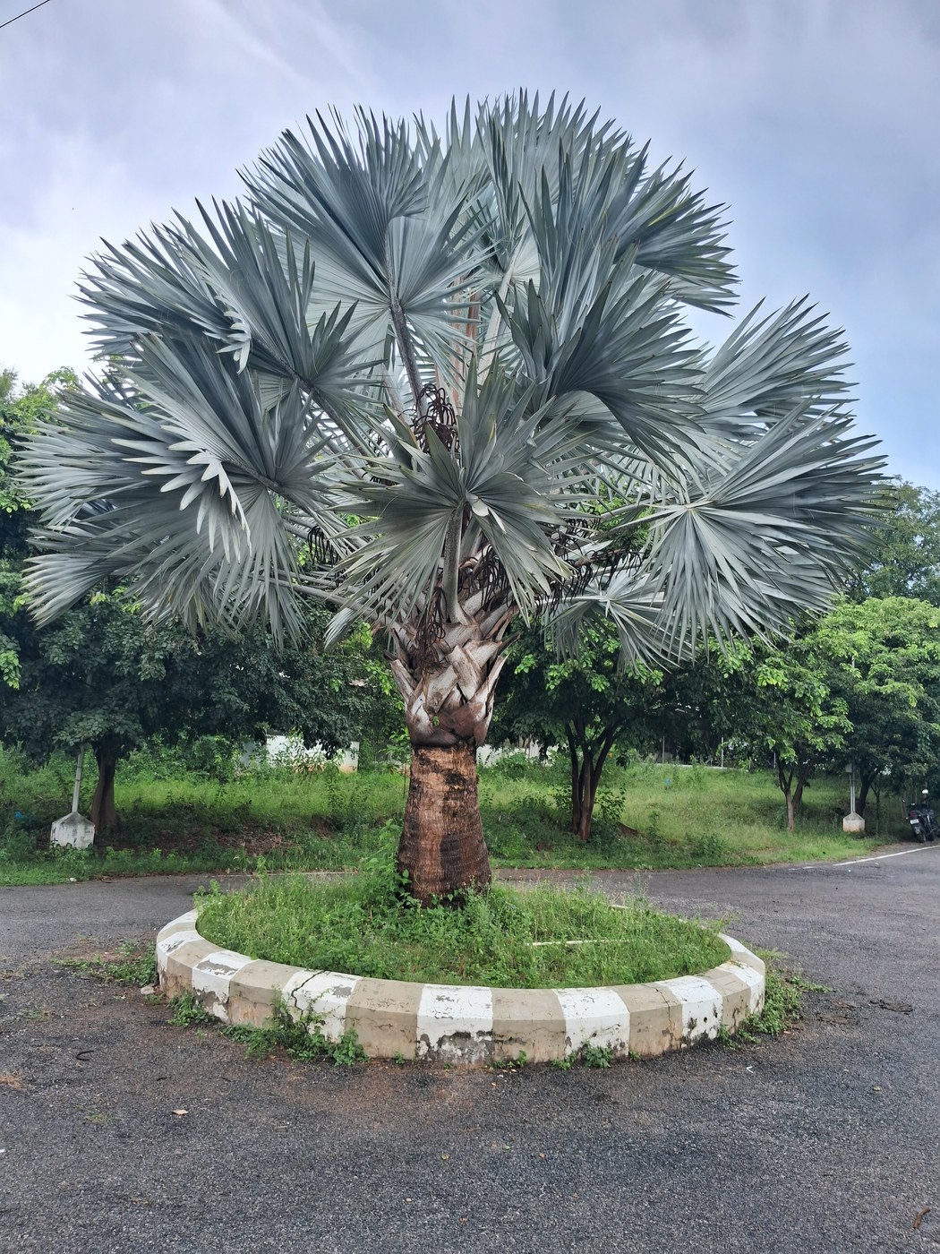 Một cây kè bạc lá xanh bạc dạng quạt xoè tròn, đứng đơn giữa bồn cây hình tròn viền gạch, phía sau là nhiều cây xanh khác