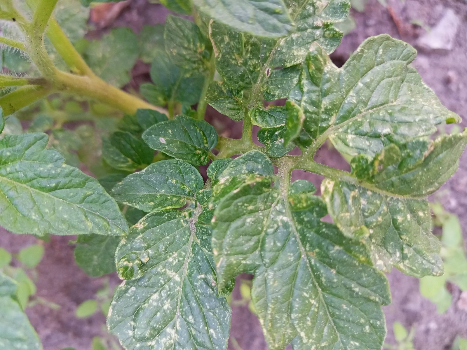 Lá cà chua lốm đốm vàng trắng loang lổ trên khắp bề mặt, dấu hiệu bị nhện đỏ hoặc bọ trĩ chích hút