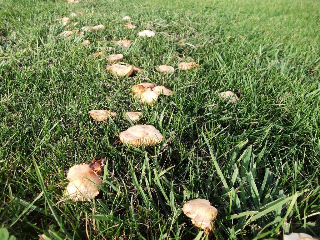 Một vòng nấm mọc thành hàng cong trên nền cỏ xanh của bãi cỏ