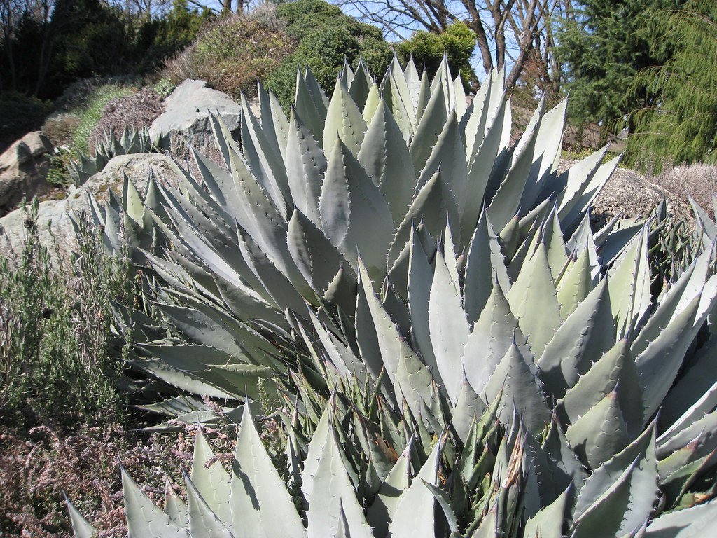 Một khóm agave lá bạc-xanh xám lớn xoè rộng hình sao, có đá tảng nhỏ và hàng cây gỗ cao phía sau.
