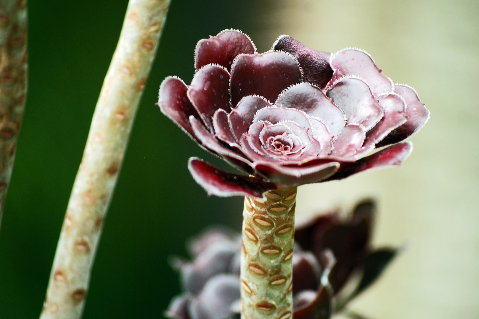 Cận cảnh một hoa hồng thị Aeonium lá tím đen đậm ánh bạc ở đầu cành, phía sau mờ là các lá agave và một hoa hồng thị khác.