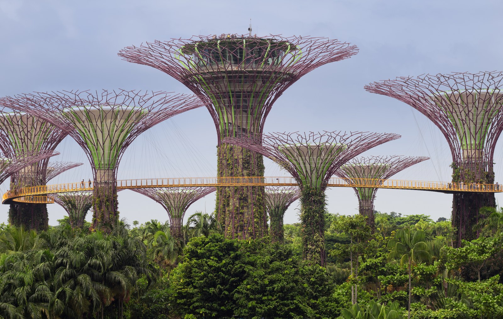 Cụm Supertree ban ngày với cầu đi bộ trên cao nối giữa các cây