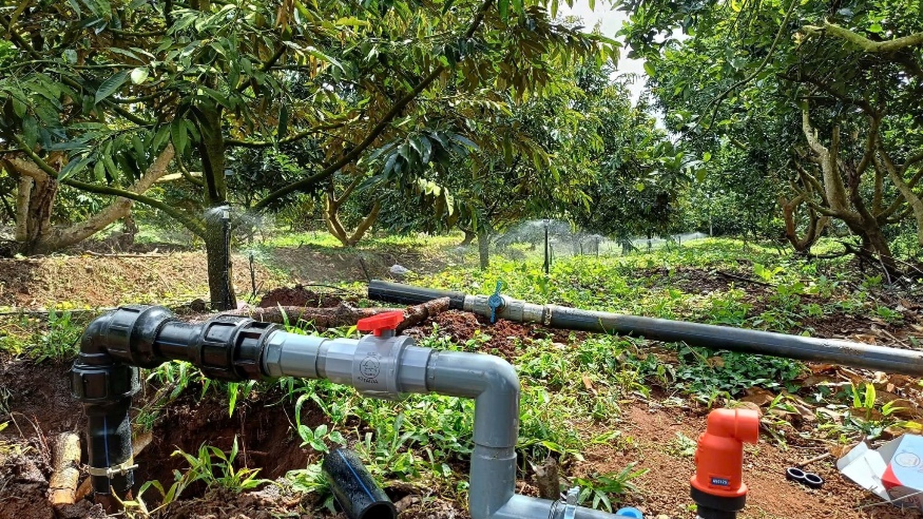 Bố trí béc tưới, chia kênh và chọn bơm cho vườn sầu riêng