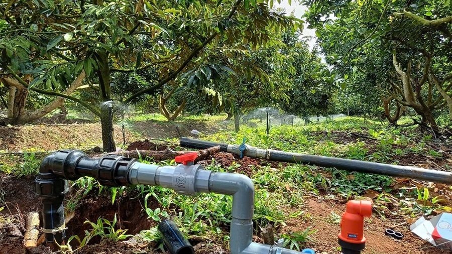 Bố trí béc tưới, chia kênh và chọn bơm cho vườn sầu riêng