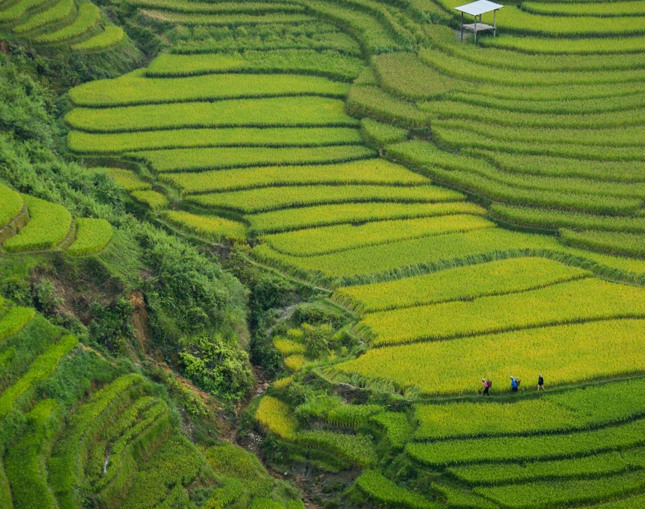 RUỘNG BẬC THANG — một hệ thủy lợi giấu trong hình dáng núi