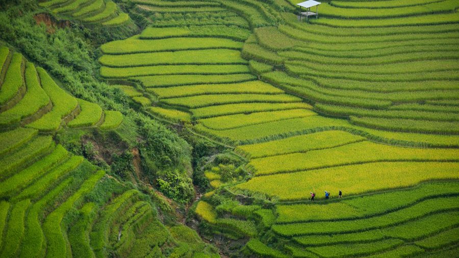 RUỘNG BẬC THANG — một hệ thủy lợi giấu trong hình dáng núi