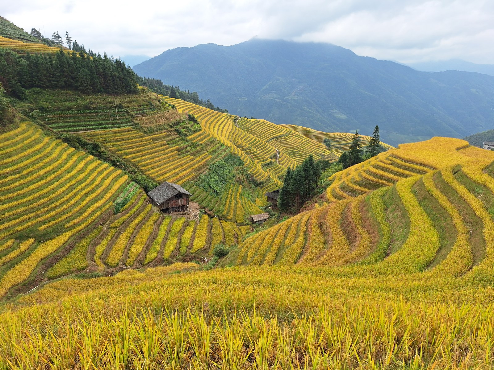 Ảnh minh hoạ — Ruộng bậc thang Long Ji (Long Thắng)